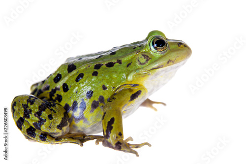 Green Pool Frog on white, Pelophylax lessonae