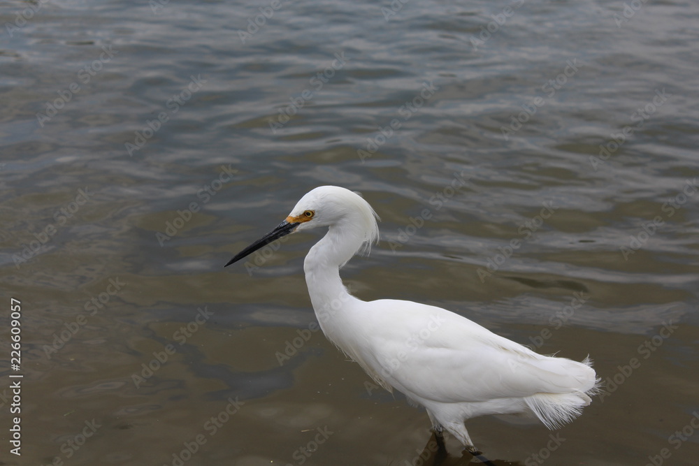 heron in water heron in water