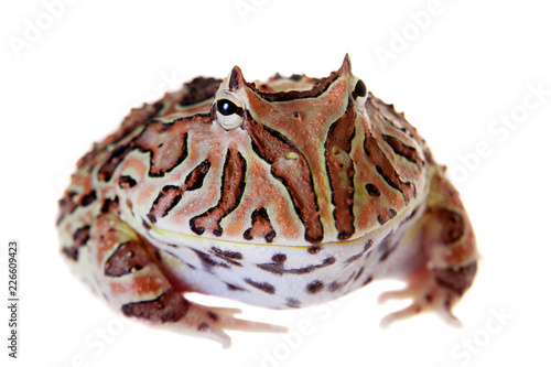 The Fantasy horned frog isolated on white