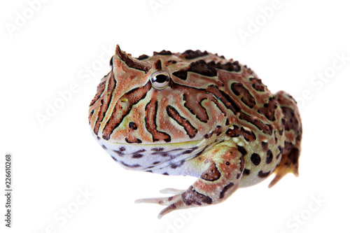 The Fantasy horned frog isolated on white photo