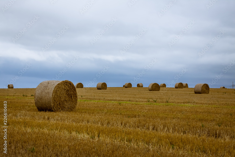 Field with rounded straw bales