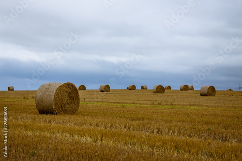Field with rounded straw bales