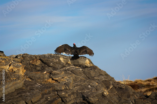 Condor © Alexandr