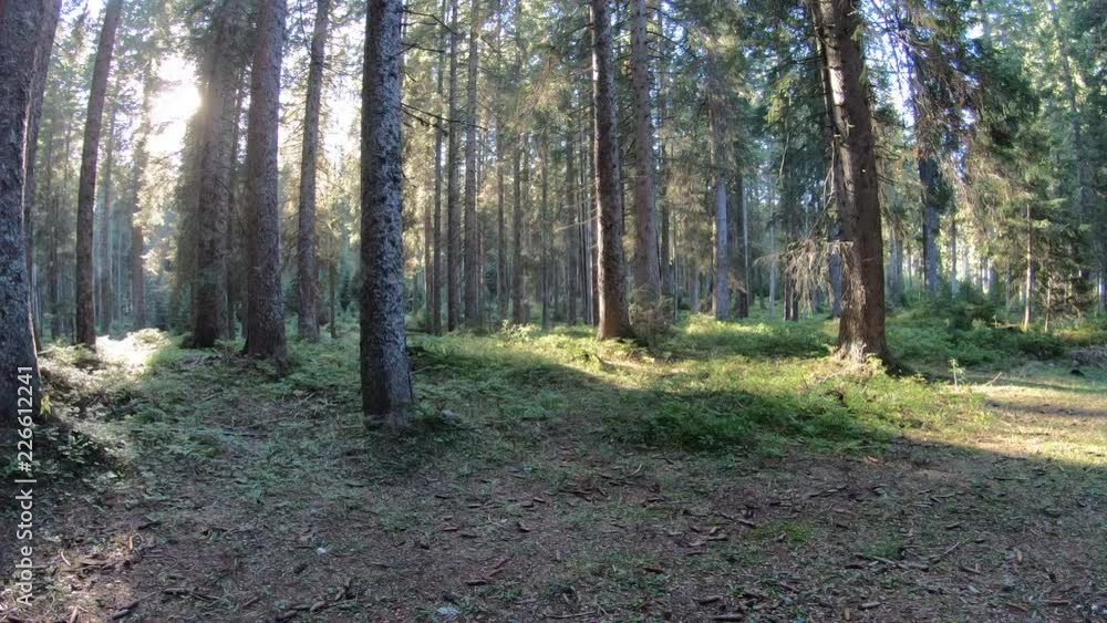 Slo mo. Female mountain biker riding on a sunny forest trail Slo mo. Female mountain biker riding on a sunny forest trail