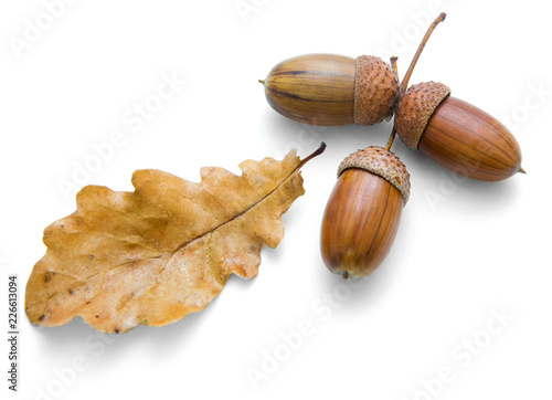 On a white background are three acorns and oak leaves
