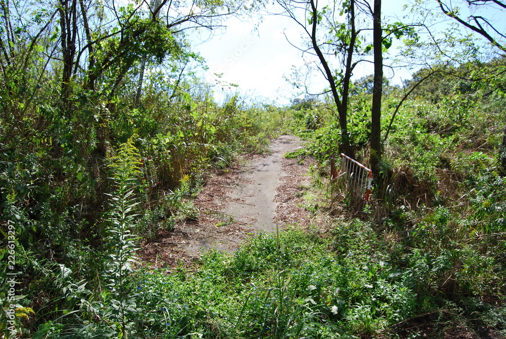 Fototapeta premium 廃墟