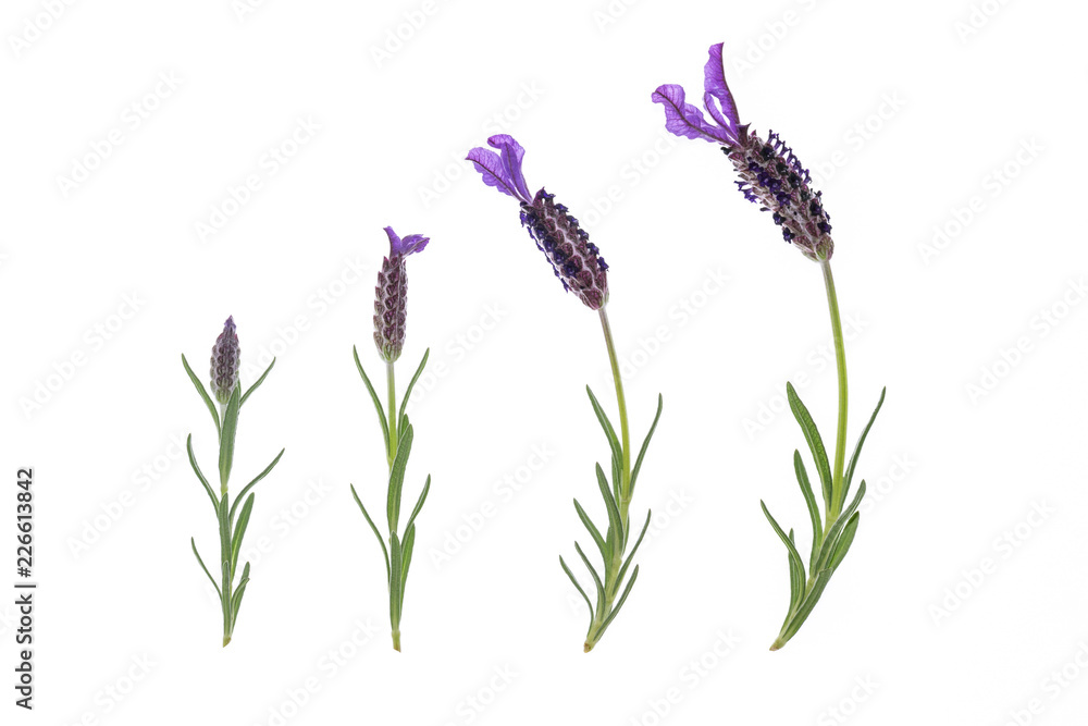 collection of French lavender flowers isolated on white background 