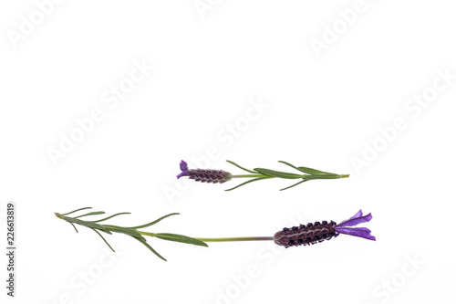 Fototapeta Naklejka Na Ścianę i Meble -  French lavender flowers isolated on white background with copy space