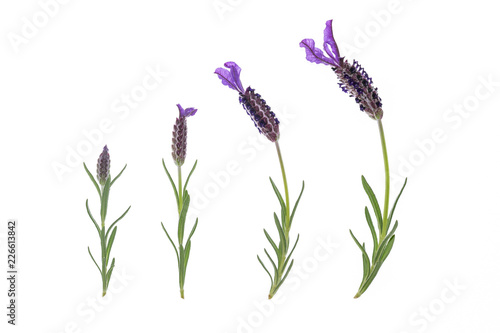 Fototapeta Naklejka Na Ścianę i Meble -  collection of French lavender flowers isolated on white background 