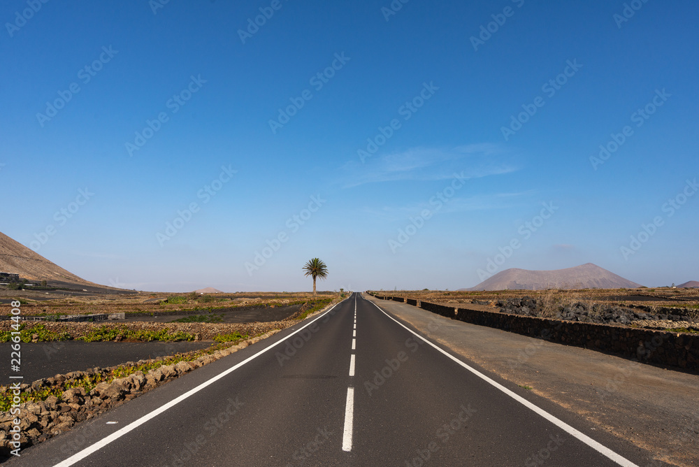 asphalt road stretching into the distance and lonely palm tree on the horizon