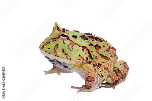 The Fantasy horned frog isolated on white photo