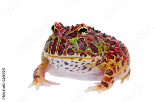 The red Argentine horned froglet isolated on white