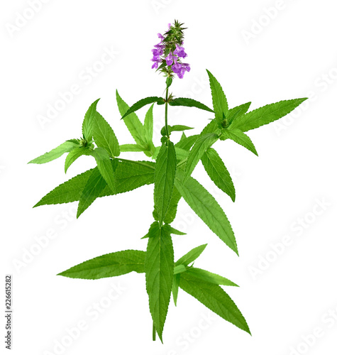 Stachys Medicinal and Culinary Herb Plant. Also Hedgenettle, Heal-All, Self-Heal, Woundwort, Wood Betony, Lamb's Ears, Crosne, Chinese or Japanese Artichoke, Knotroot. Isolated on White Background. photo