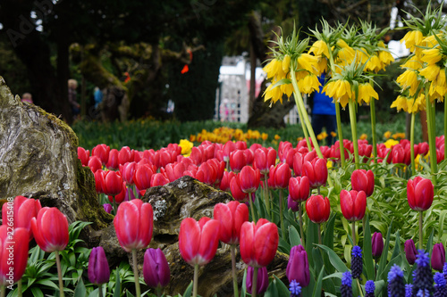 Garden Tulips