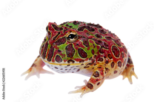 The red Argentine horned froglet isolated on white