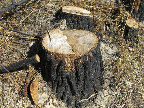 Obraz na płótnie BOSQUE QUEMADO INCENDIO