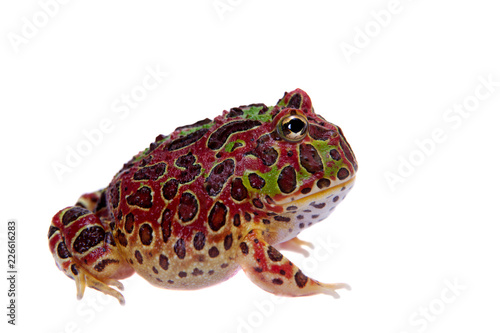 The red Argentine horned froglet isolated on white photo