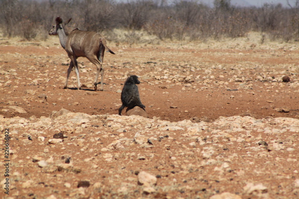 Point d'eau animalier en Afrique Point d'eau animalier en Afrique