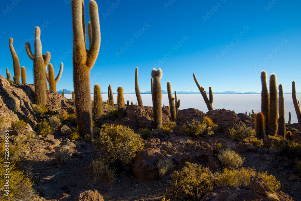 Cactus on Incahuasi island, salt flat Salar de Uyuni, Altiplano