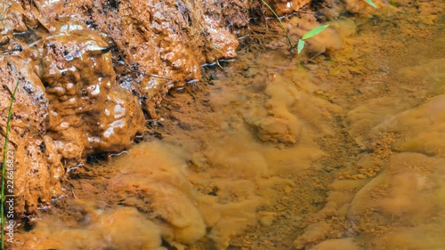 Iron bacteria growing in a spring. These microorganisms derive their energy by oxidizing dissolved ferrous iron. Resulting ferric oxide is insoluble, and appears as brown gelatinous slime. photo