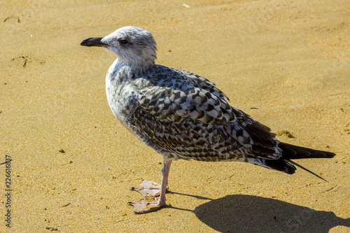 A common black and grey seagull on the sands in Albuferia Portugal photo