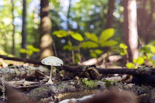 Small mushroom growing on a tree bark