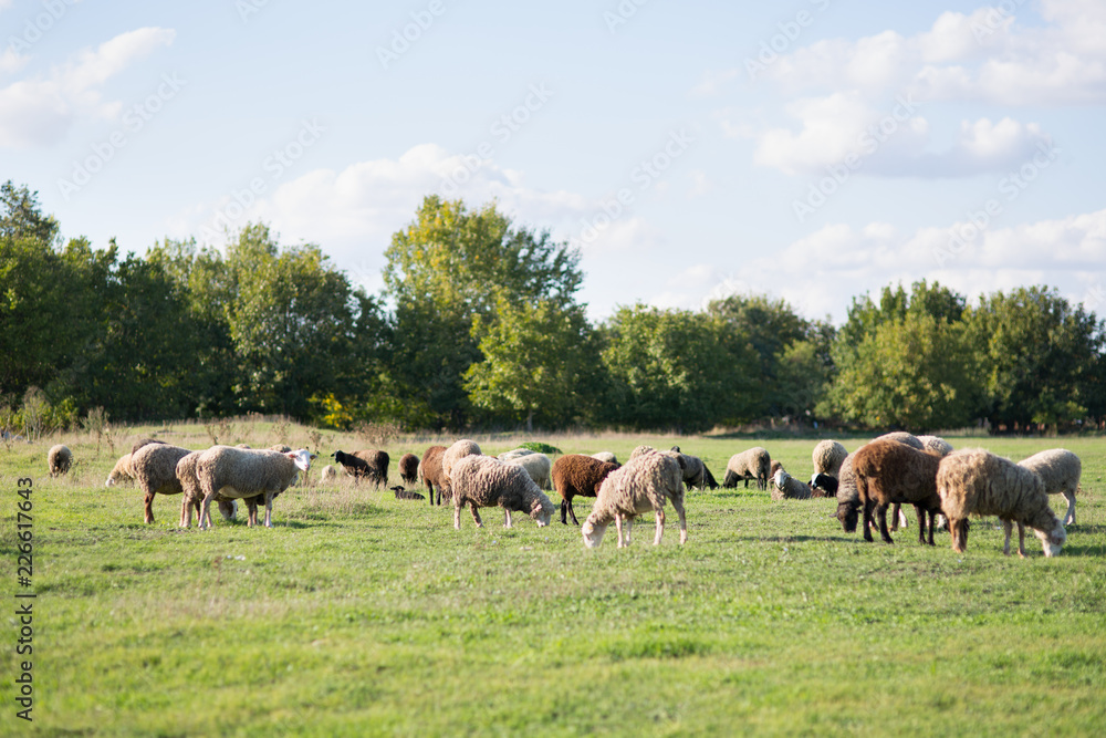 Sheep on the field