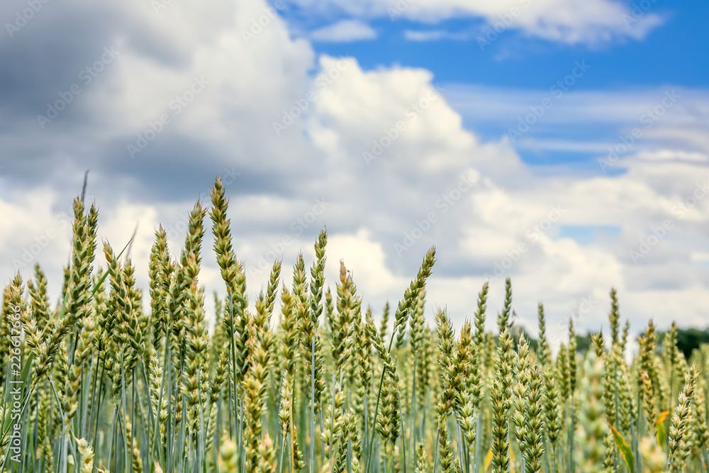green ears of wheat or rye, close up. on the perfect blue sky background, under the influence of sunlight. Rich harvest Concept. majestic rural landscape. used as background. small depth of field. green ears of wheat or rye, close up. on the perfect blue sky background, under the influence of sunlight. Rich harvest Concept. majestic rural landscape. used as background. small depth of field.