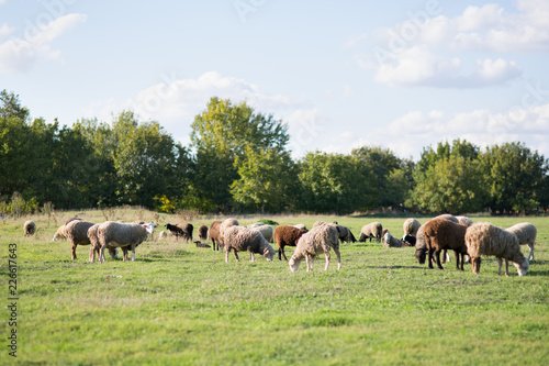 Sheep on the field © Evgenia Tiplyashina