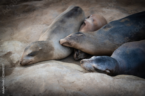 Sleeping Family of Seals