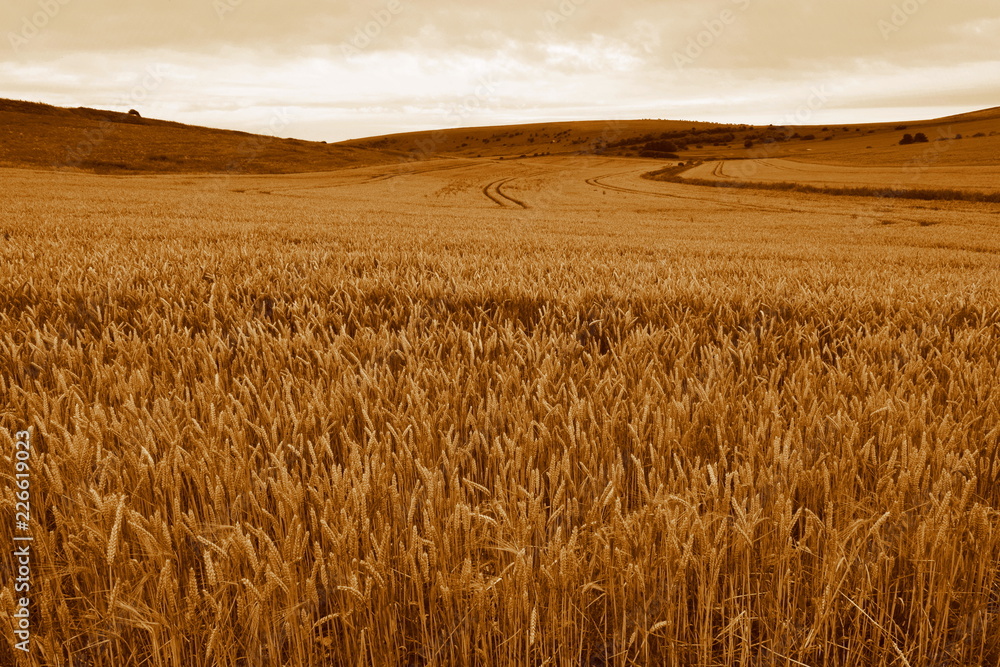 Obraz premium Wheat field