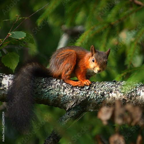 Cute squirrel on branch. Colorful 1:1 © Pontus