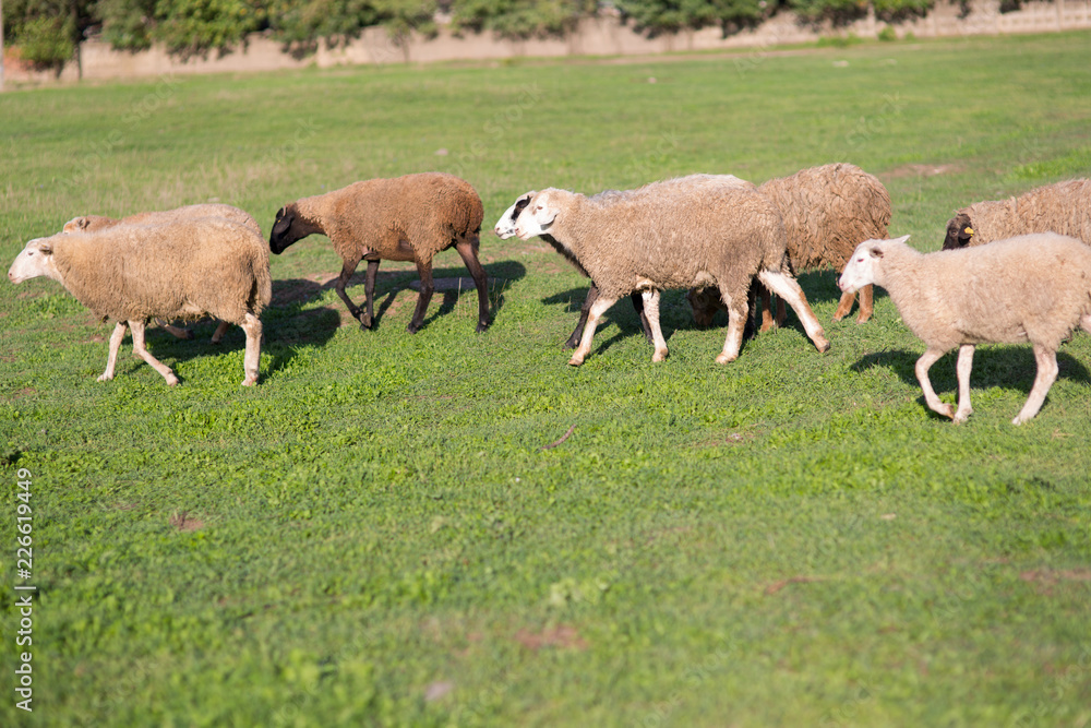 Sheep on the field