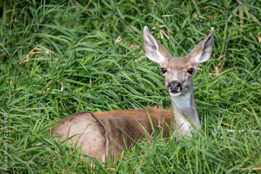 Mule deer doe in Eastern Oregon. Mule deer doe in Eastern Oregon.