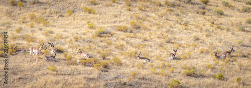 Pronghorn antelope herd in Eastern Oregon. 