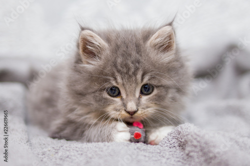 Little gray fluffy kitten maine coon looking at camera. Kid animals and cats concept
