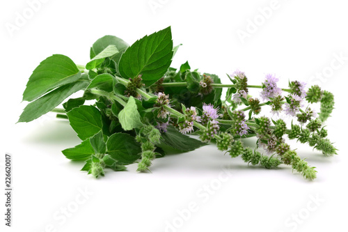Asian Mint Herbal Plant. Macro Close-Up. Also Mentha Longifolia Asiatica. Isolated on White Background.