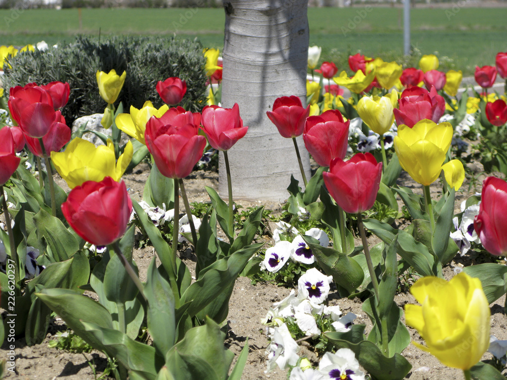 Obraz premium TULIPANES ROJOS Y AMARILLOS