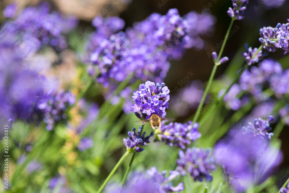 Hummingbird hawk-moth in French lavender in field Hummingbird hawk-moth in French lavender in field