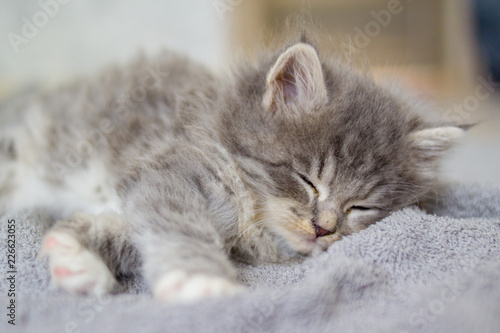 Little fluffy Grey Persian Maine coon kitten lies and sleeps on a gray pillow . Newborn kitten, Kid animals and cats concept