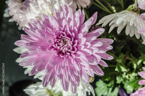 Multilobe pink and white chrysanthemums blooming closeup. photo