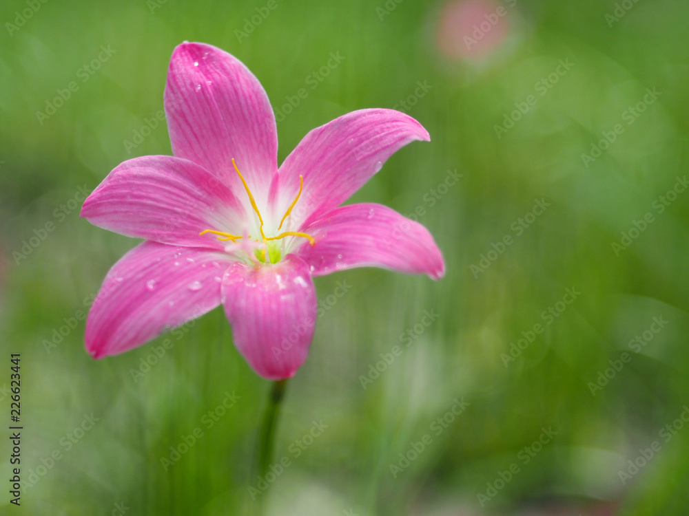 Zephyranthes grandiflora during the rain, blurred background, natural tones.