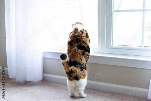 Funny calico cat leaning on windowsill, window sill, standing on hind legs trick, looking up, watching between curtains blinds outside