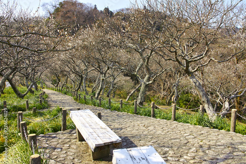 田浦梅林の風景