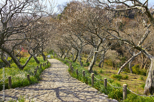 田浦梅林の風景