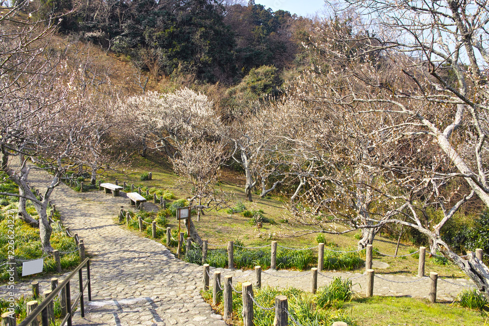 Obraz premium 田浦梅林の風景