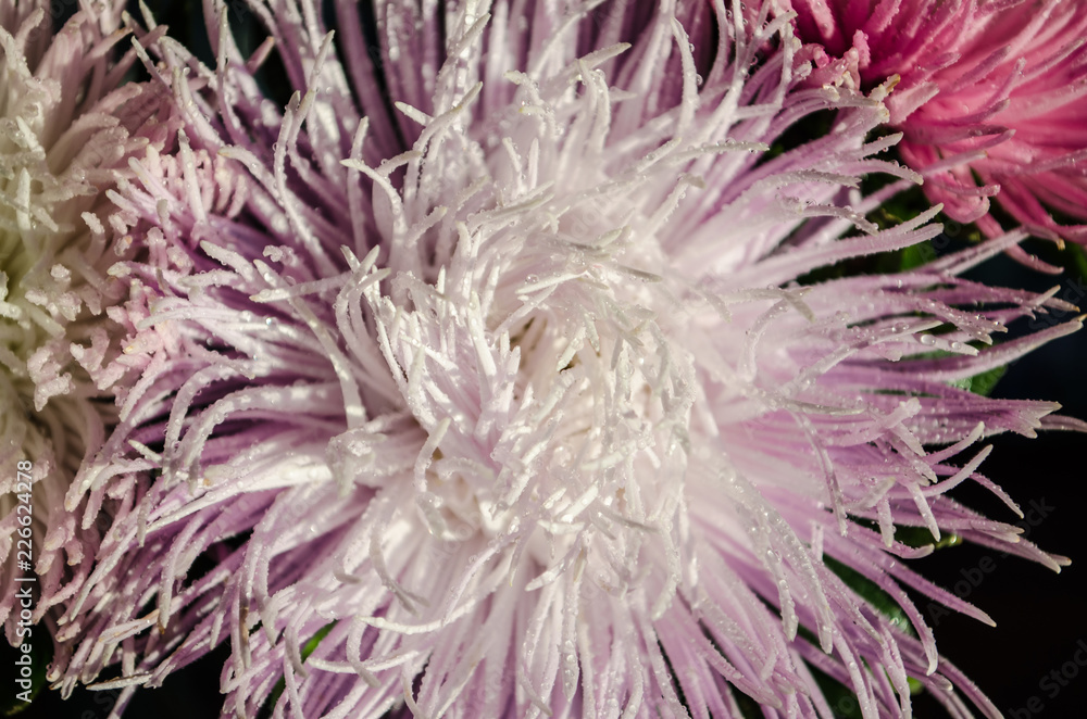 Multilobe pink and white chrysanthemums blooming closeup.