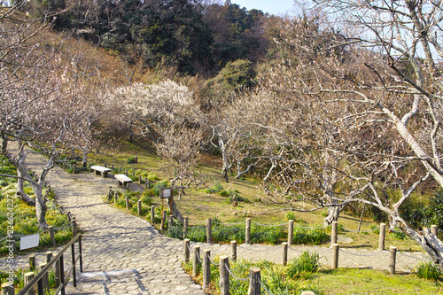 田浦梅林の風景