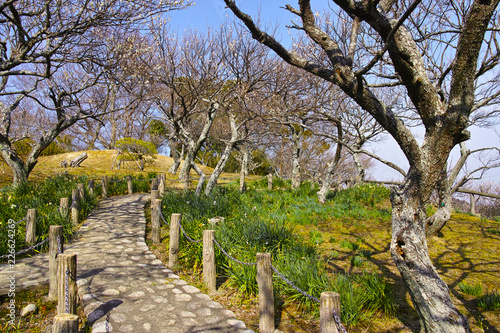 田浦梅林の風景