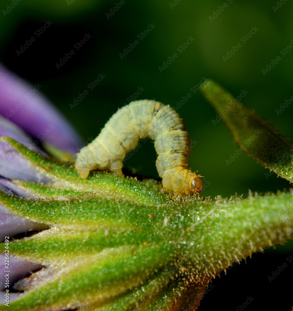 Fototapeta premium Catepilla